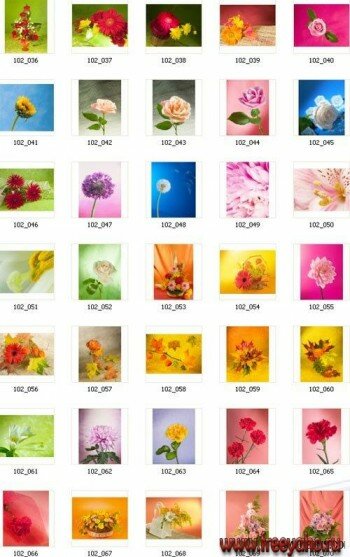 IZ114 Flowers 3 | Цветы