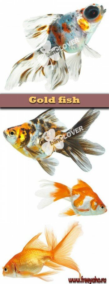    -     | Gold fish
