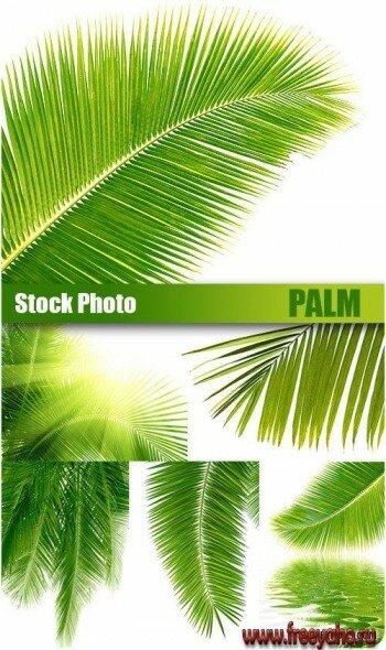 Stock Photo - Palm |  