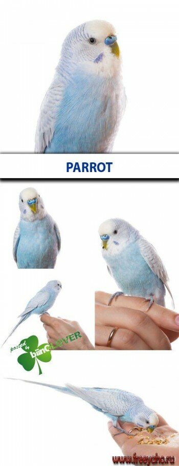   -     | Parrot