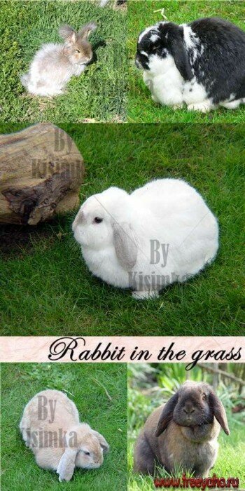     -   | Rabbit & green grass clipart