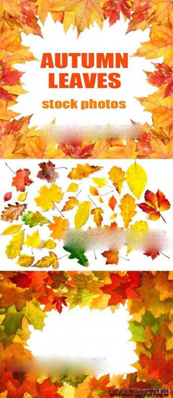     -   | Autumn leaves & frames