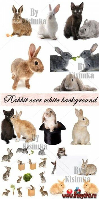     -   | Rabbit clipart 2011