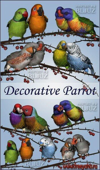    PNG | Parrot