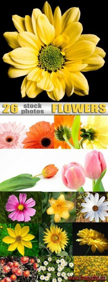  | Stock flowers 2