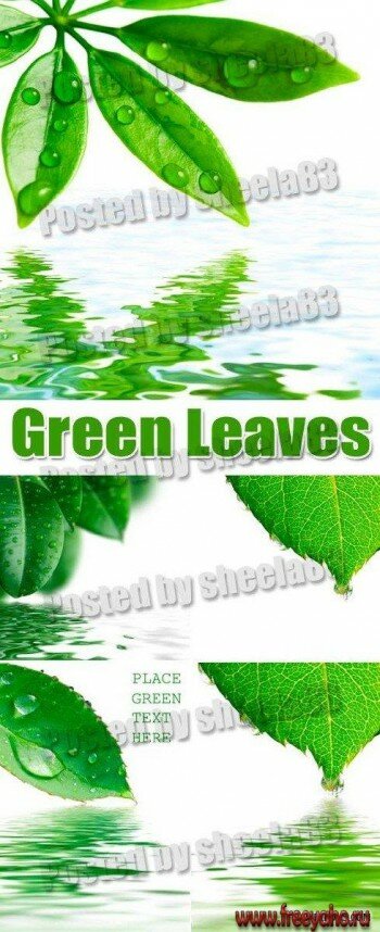      -   | Green Leaves & water clipart