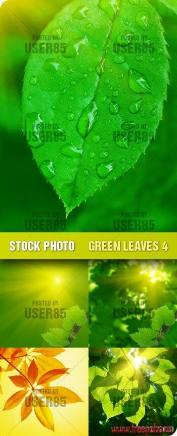   | Stock Photo - Green Leaves 4