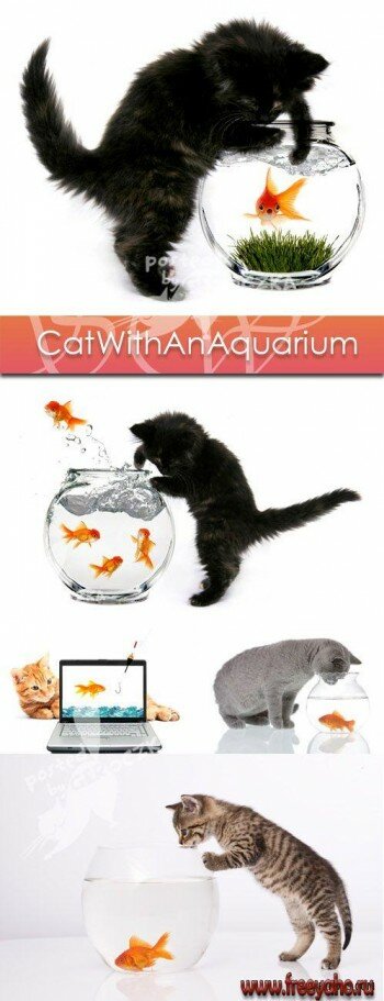       -   | Cat and a goldfish with an aquarium