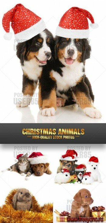     -   | Christmas Animals clipart