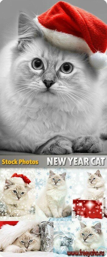  -    2011 -   | Cat New Year clipart