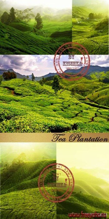  -   | Tea Plantation clipart