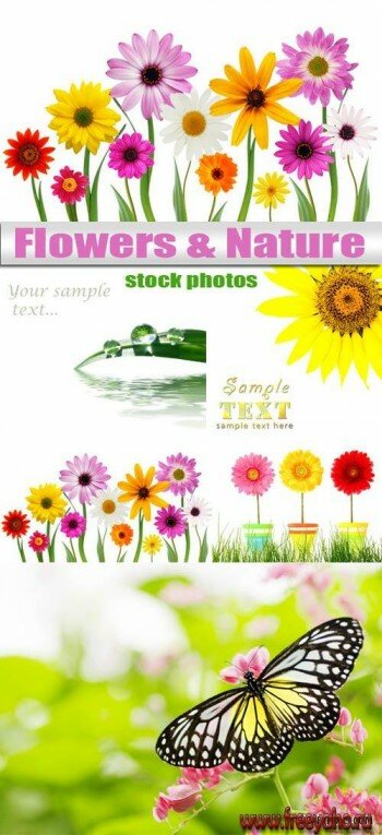 Природа и цветы - ромашки, герберы | Flowers & Nature