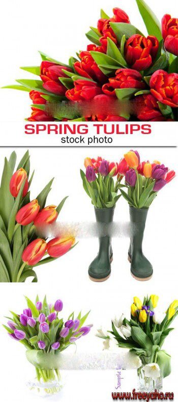    8  -  | Tulips clipart 5