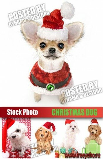      -   | Christmas Dog clipart