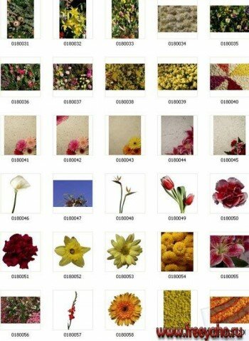IZ027 Flowers | Цветы