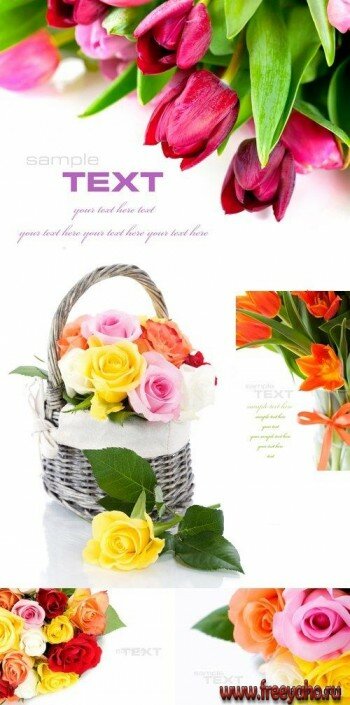    -    | Tulip & rose cards