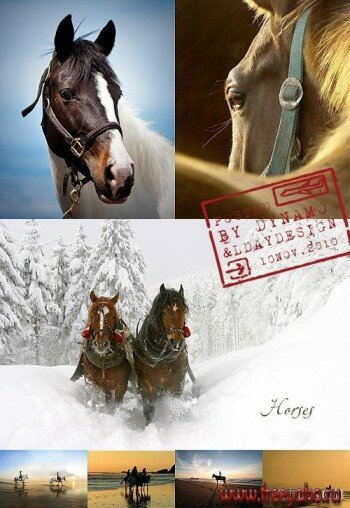   -   | Horses clipart