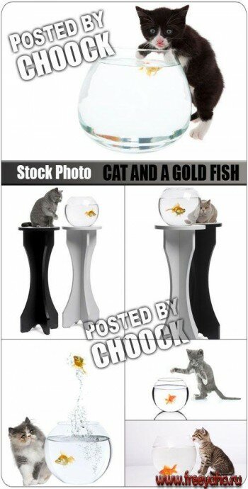     -   | Cat and a goldfish