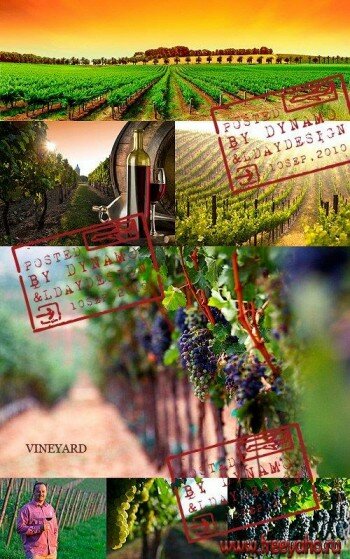    -   | Wine & vineyard clipart