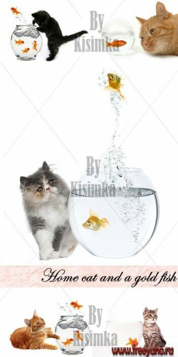      -   | Cat & gold fish clipart