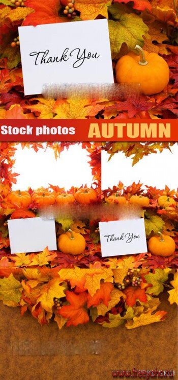  ,    -   | Autumn backgrounds, leaves & pumpkin