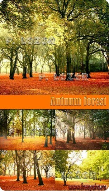   -   | Autumn forest clipart