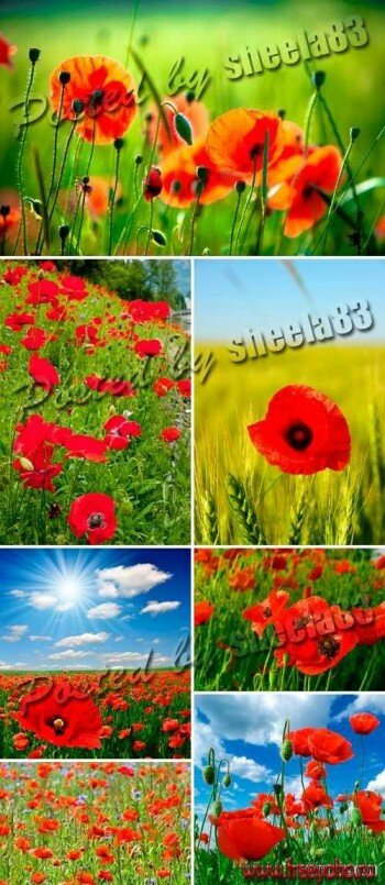  -    | Sweet red poppies
