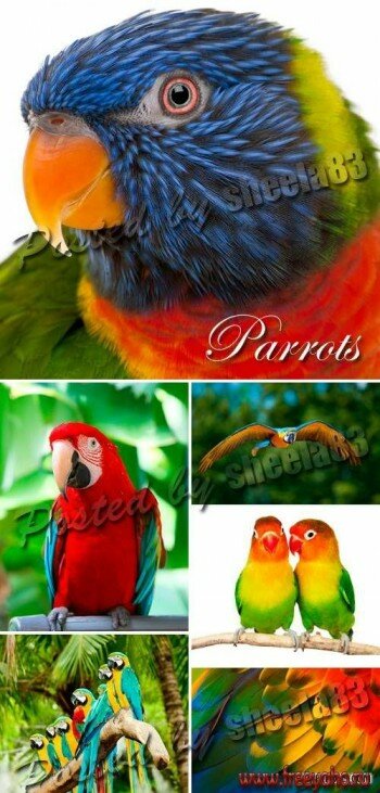    - Parrots