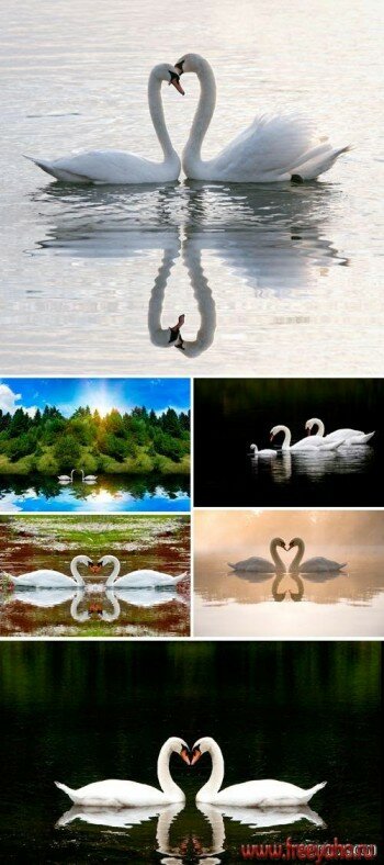   -   | Swans & nature clipart
