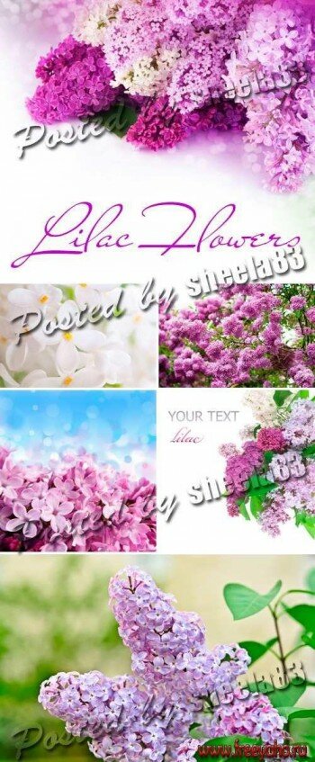  -   | Lilac clipart