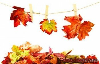      -      | Stock Autumn leaves 3