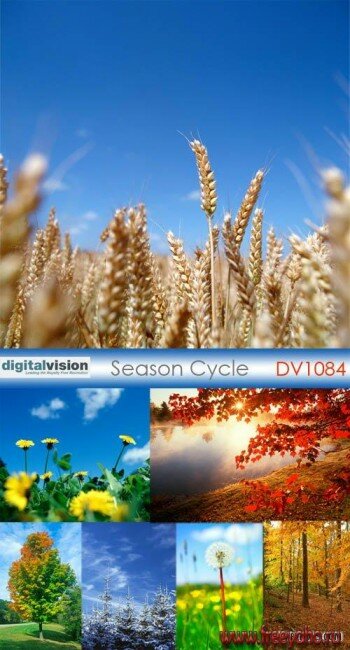 DV1084 Season Cycle |  