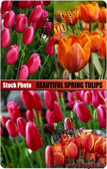   -  | Spring tulips