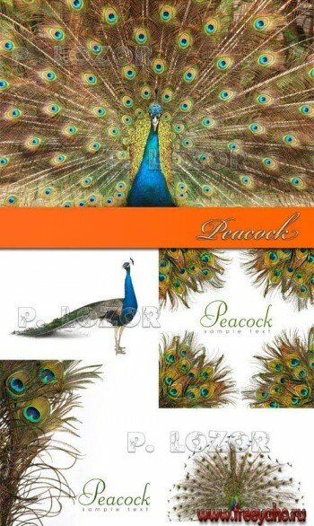  -   | Peacock