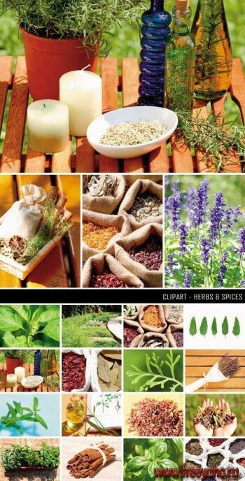    -   | Herbs & Spices