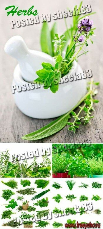 Зеленые травы - растровый клипарт | Green herbs