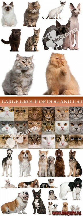       -  | Large group of dog and cat