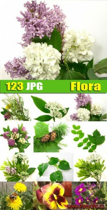 Flora (flowers) | Флора (цветы, листья)