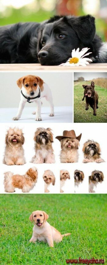   -   | Dogs clipart