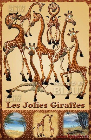       PNG | Les Jolies Giraffes