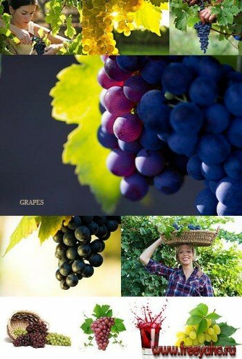   -   | Grapes - stock photos