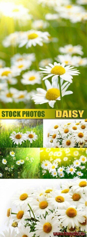 Daisy | Ромашки