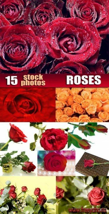 Roses | Розы