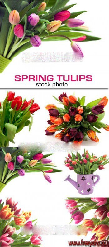     -  | Tulips clipart 6