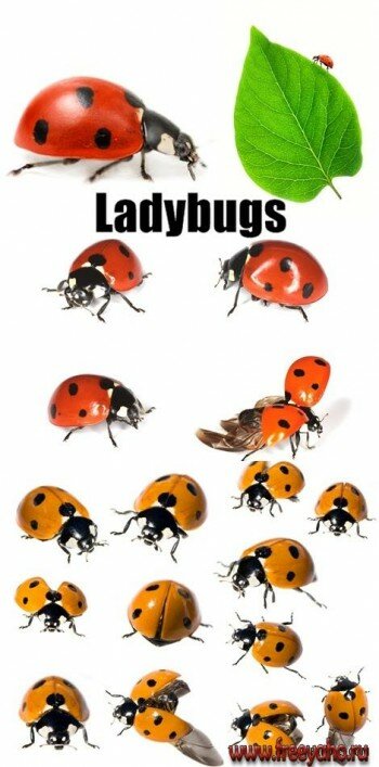      | Ladybugs clipart
