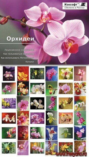  -     | Izosoft - Orchids