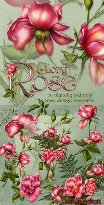 Glory rose | Роза