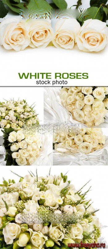    -   | White roses clipart