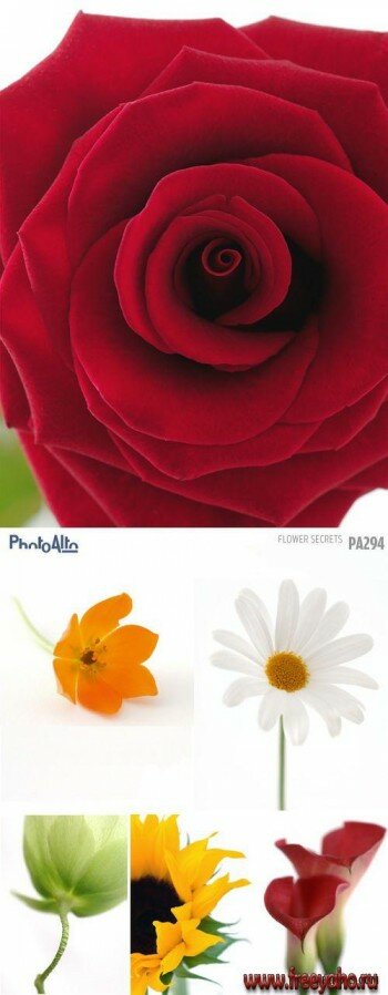   -   | PhotoAlto PA294 Flower Secrets