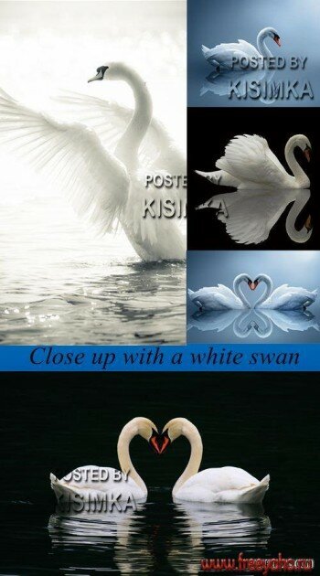   -  l Stock Photo - Close up with a white swan